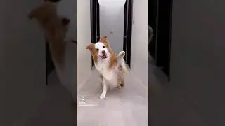 This smart dog is a content creator #cute #funnydog #contentcreator