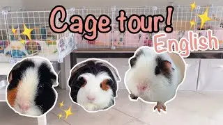 Guinea pig cage tour 2021!