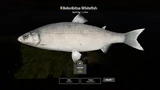 Russian Fishing 4 - Beloribitsa Whitefish Trophy 16,317 kg - Akhtuba River