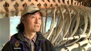 Dispute over whale skeleton display in Canada