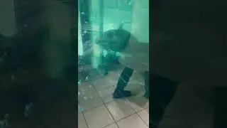 Рыба - 776 #shorts Аквариум Fish Aquarium 魚 मछली 물고기 سمكة Fisch Poisson Pez Pescare Peixe Балық Ikan