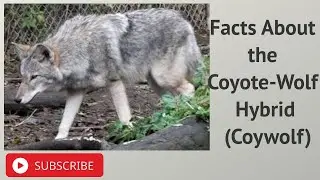 Facts About the Coyote Wolf Hybrid Coywolf