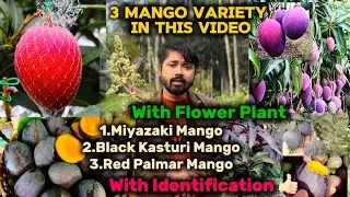 With Flower Plant -Miyazaki,Black Kasturi and Red Palmar Mango Plant/ ☎️Booking-8918494093 #India
