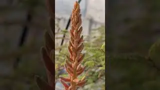 Benefits of Aloe vera flower #gardening #shortfeed #viral #trending #Nidhi Choudhary #1000k views