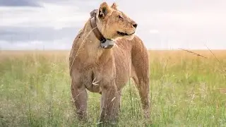Lion conservation: The collaring of 'Kito'