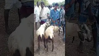 Punganur gorrela santha