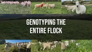 EasyCare Sheep: Genotyping the entire flock