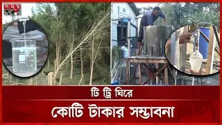 দুর্লভ মহৌষধি টি ট্রির পরীক্ষামূলক চাষ, কোটি টাকার সম্ভাবনা | Tea tree Oil | Rare herb | Somoy TV