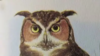 BIRDWATCHING - skribe