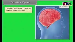 Nervous control and coordination  | Class 12 Biology | animated video ncert