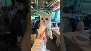 What Happens When a Cat Visits the Office?
