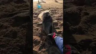 Baby Seal Rescued From Plastic Bag #shorts
