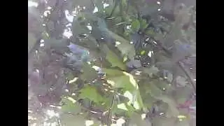 Drone Crashes Into Tree