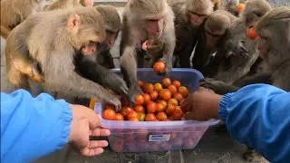 Monkey best food tomatoes || feeding tomatoes to the wild monkey