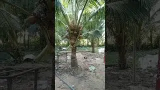 Amazing Video, Challenge, Viral video #shortvideo #yiutubeshort