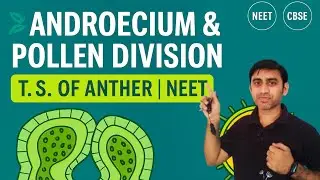 Androecium | T.S. of Anther | Cytoplasmic Division in Pollen Grain | NEET | Class 12 Biology