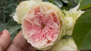 റോസ്സുകൾ പരിചയപ്പെടാം #rose #roses #roselover #gardening