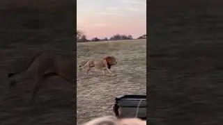 Lions on the run! 🦁  #lion #natgeowild #catsofinstagram #safar i#wildlife