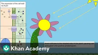 Plant Growth Promoters | Plant Growth and Development | Biology | Khan Academy