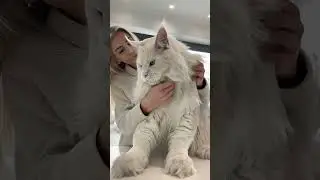 Giant Maine Coon