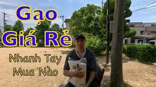 Giá gạo Nhật giảm – Tin vui cho cộng đồng người Việt?