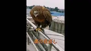 動物も恩返しをします！ #animals