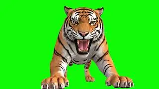 Attacking Tiger Green Screen