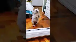 Estoy loco TikTok perrito (Suscribete ❤️) #perros  #perritostiernos #loco #shortsvideo #shortsfeed