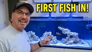 RedSea Tank Cycle Update - First Fish Added!