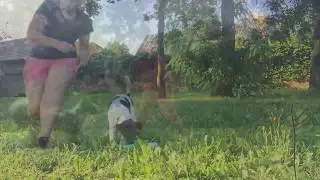 Z&aacute;klady pr&aacute;ce se psem