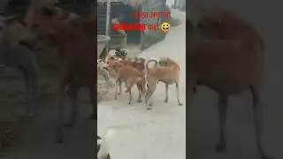 #dog #youtube #xml #trending #comedy #bharatmata #jn #video #comwdy