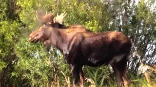 Moose Madness!