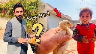 Usman Dar Gya | New Bird Surprise | Mini zoo Vlog