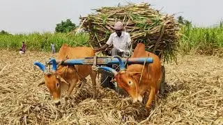 Young Bullock Cart Heavy mud stuck in heavy load Sugarcane // edlabandi videos