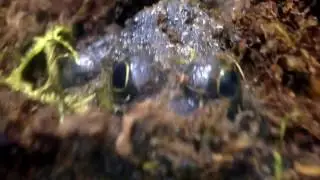 Vlog at a Nature Center