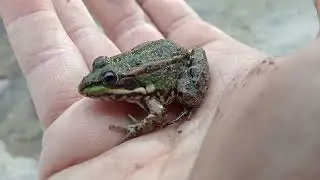 Como identificar a una Rana Com&uacute;n, pelophylax perezi