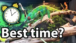 What is the best time to feed a chameleon?