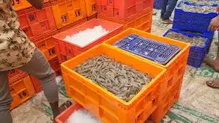 amazing Shrimp 🦐🦐 harvesting and packaging for export #shrimps #fisherman #harvesting