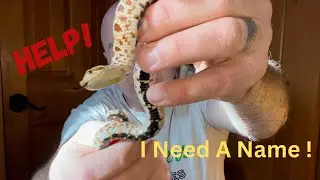 Help Me Name My Pet Snake!