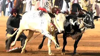 Bull Race In Pakistan Hamza Sky Video Fateh Jang 10 12 2025