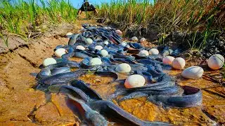 best hand fishing - catch a lot of fish & picking duck eggs at field by best hand