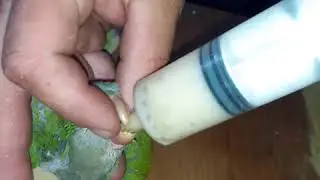 como se alimenta a una catita o loro que no quiere comer