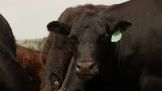 Cattle Cycle Driven by Three Big Factors