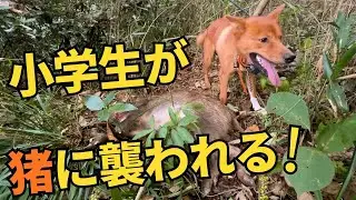 【緊急出動】小学校のPTAからイノシシが出没していると駆除依頼があり、急遽、猟隊のメンバーと猟犬ブッチャー、マリを連れて現場へ急行！【緊急銃猟】