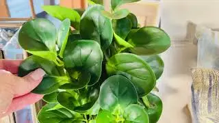 14 Inch Watercress Foliage in Grey Speckled Pot