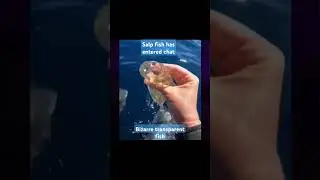 Have you ever seen a SALP 🐟 before? - bizarre transparent 🐟