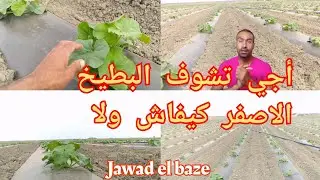 أجي تشوف البطيخ الاصفر كيفاش ولا