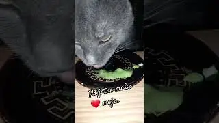 Mače moje voli spanać#viral ###cat###❤️
