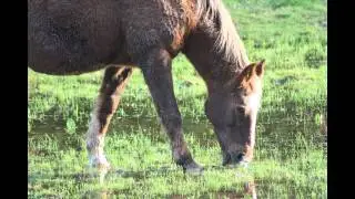 Nature Sounds - British Countryside - Relax and Unwind!