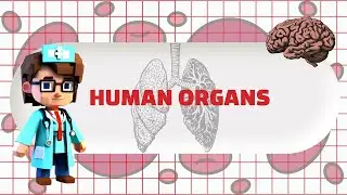 AR Human Organs Interactive Book | BITM2313a Human-Computer Interaction Project